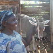 Community-Owned Dairy to be Launch in 2017